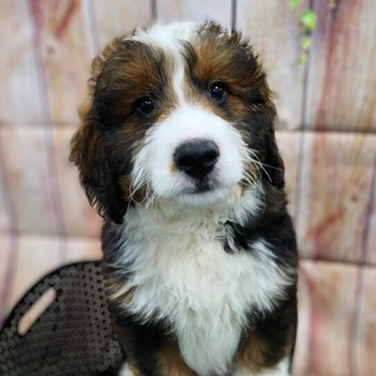--Male---Petland Tucson, Arizona