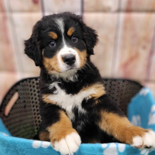 --Female---Petland Tucson, Arizona