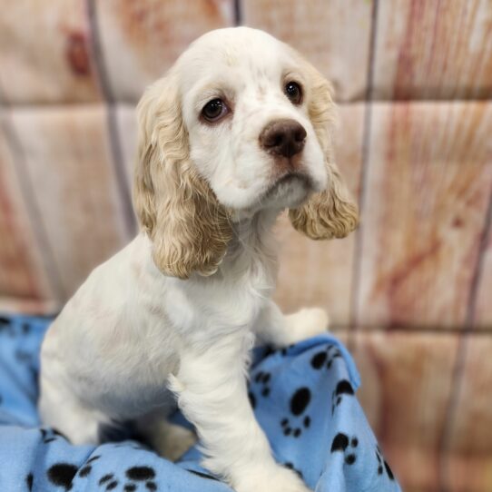 --Male---Petland Tucson, Arizona