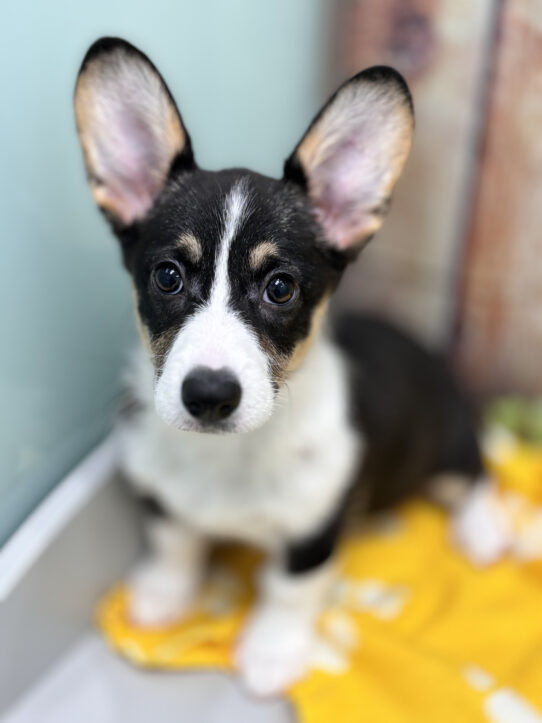 --Female---Petland Tucson, Arizona