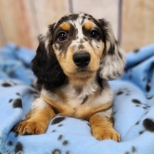 --Male---Petland Tucson, Arizona