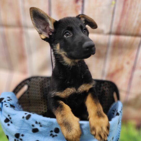 --Male---Petland Tucson, Arizona