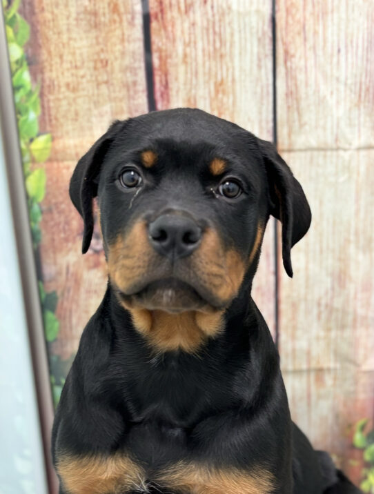 --Male---Petland Tucson, Arizona