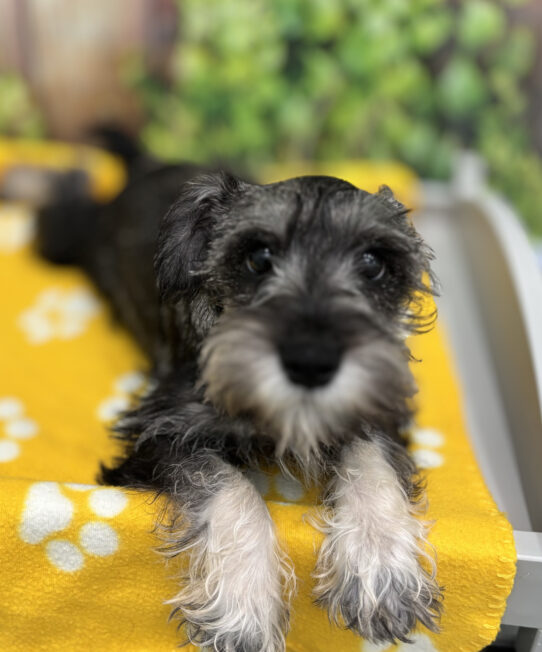 --Female---Petland Tucson, Arizona