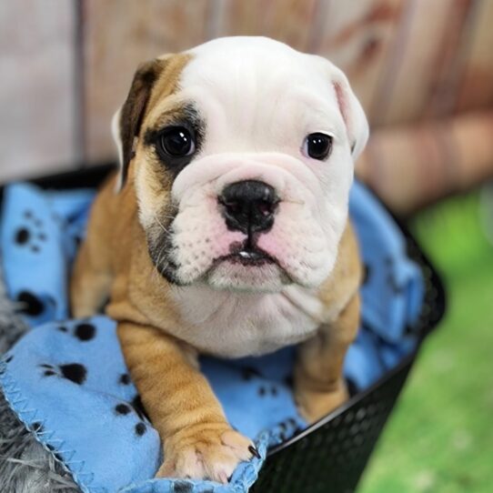 --Male---Petland Tucson, Arizona