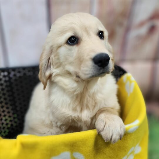 --Female---Petland Tucson, Arizona
