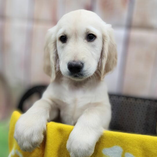 --Male---Petland Tucson, Arizona