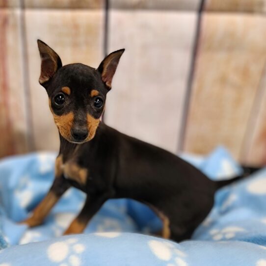 --Female---Petland Tucson, Arizona