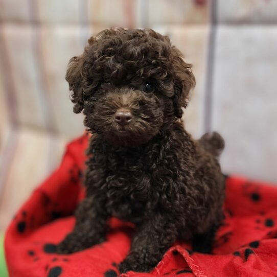--Female---Petland Tucson, Arizona