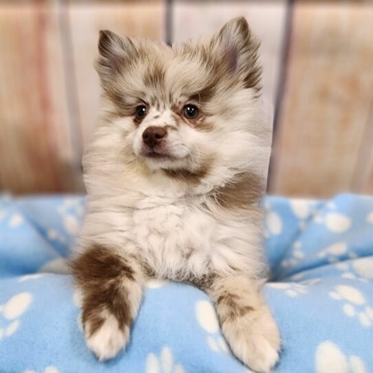 --Male---Petland Tucson, Arizona