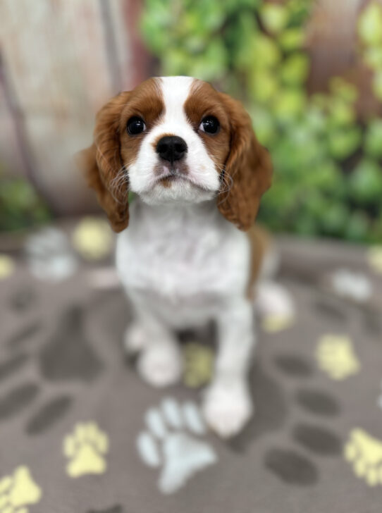 --Male---Petland Tucson, Arizona