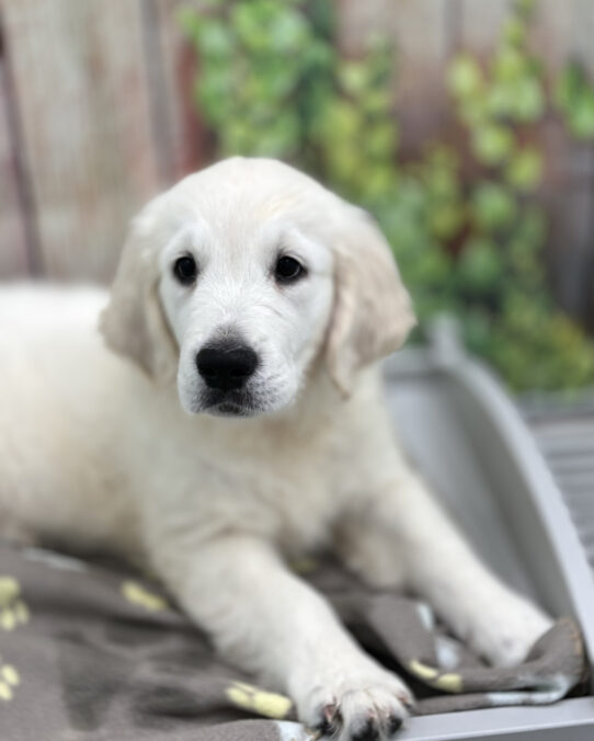 --Male---Petland Tucson, Arizona