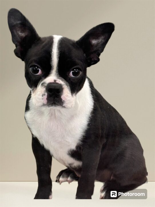 --Female---Petland Tucson, Arizona