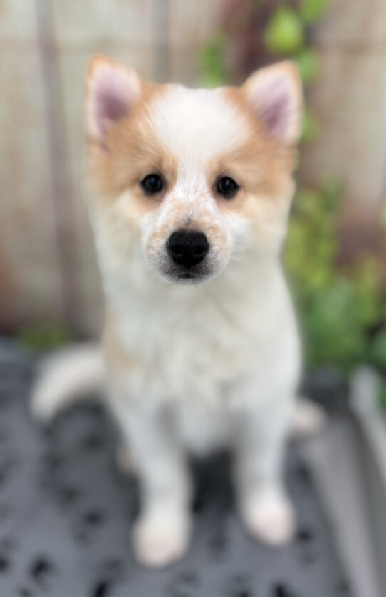 --Male---Petland Tucson, Arizona