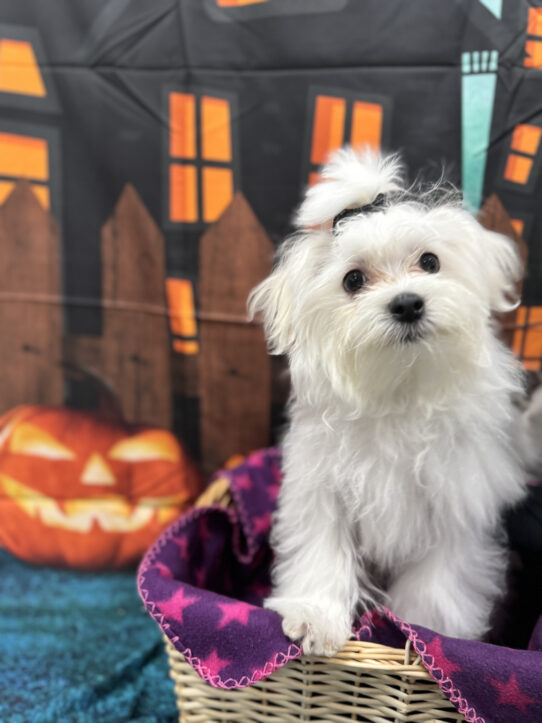 --Male---Petland Tucson, Arizona