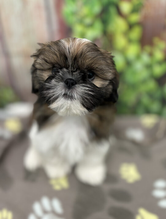 --Male---Petland Tucson, Arizona