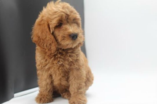 --Female---Petland Tucson, Arizona