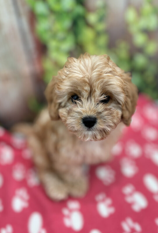 --Male---Petland Tucson, Arizona