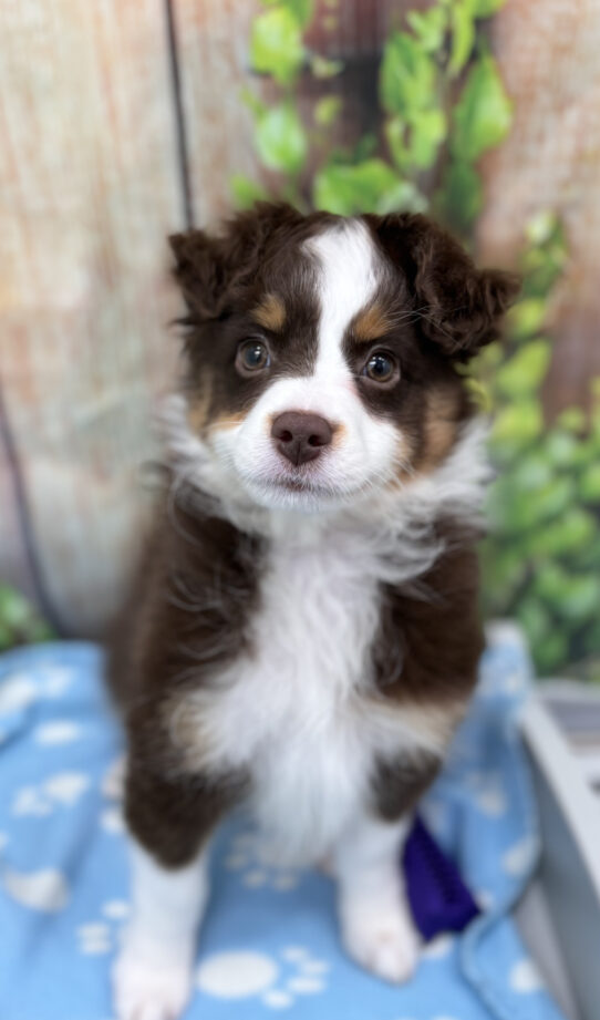 --Male---Petland Tucson, Arizona