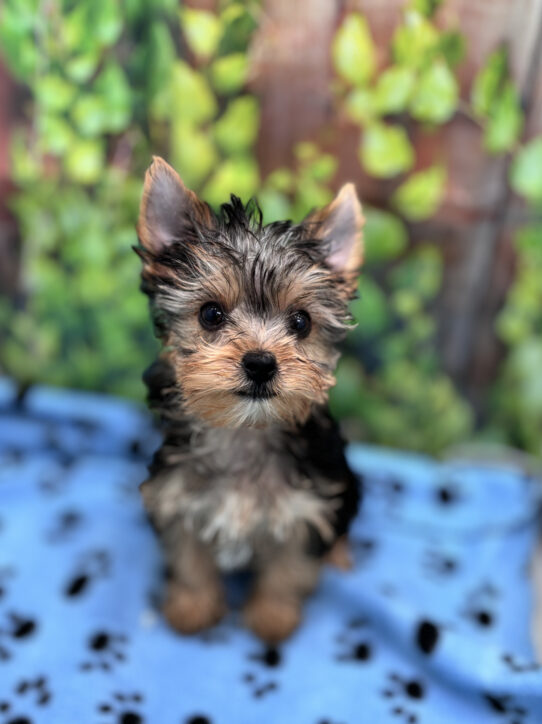 --Male---Petland Tucson, Arizona
