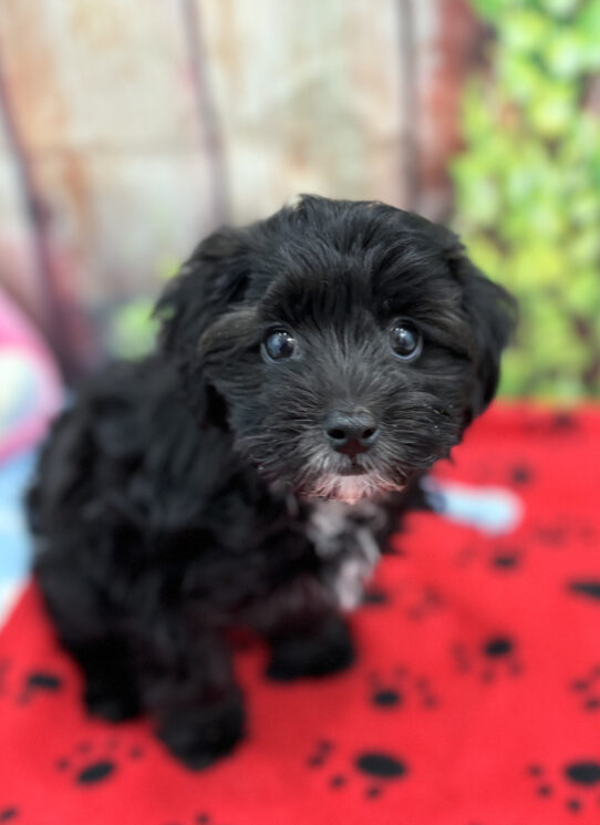 --Female---Petland Tucson, Arizona