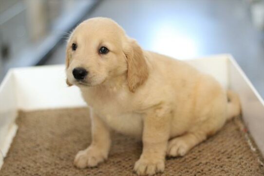 --Female---Petland Tucson, Arizona