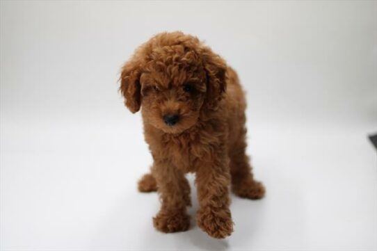 --Female---Petland Tucson, Arizona