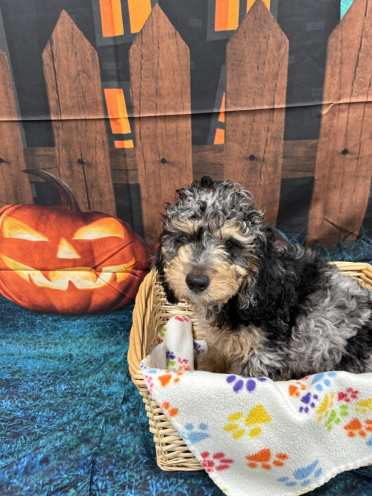 --Male---Petland Tucson, Arizona
