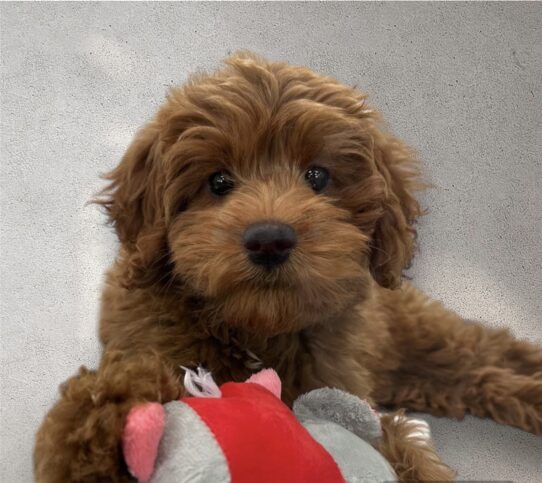 --Male---Petland Tucson, Arizona