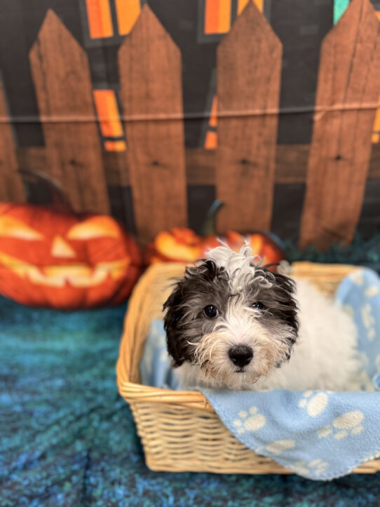 --Male---Petland Tucson, Arizona