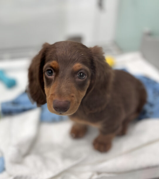 --Male---Petland Tucson, Arizona