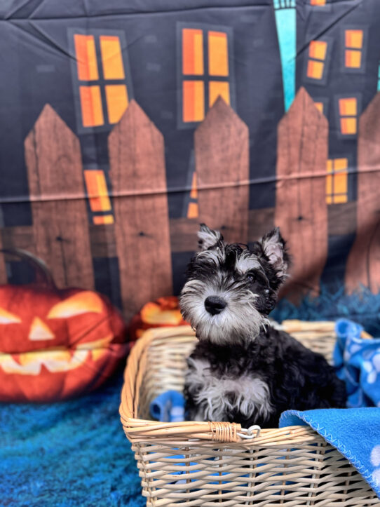 --Male---Petland Tucson, Arizona