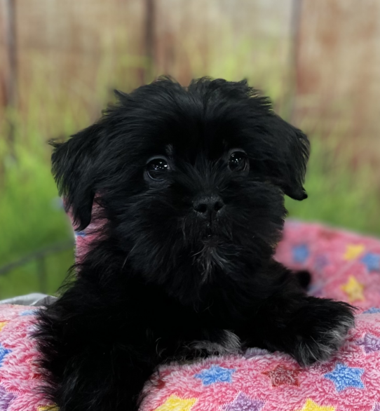 --Female---Petland Tucson, Arizona