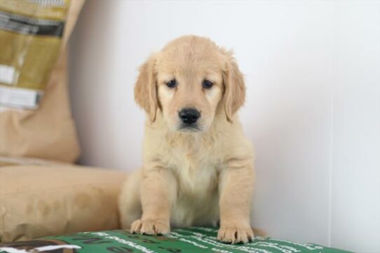 --Female---Petland Tucson, Arizona