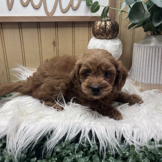 --Female---Petland Tucson, Arizona