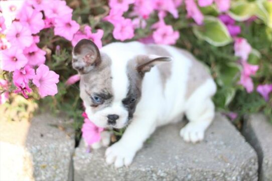 --Male---Petland Tucson, Arizona