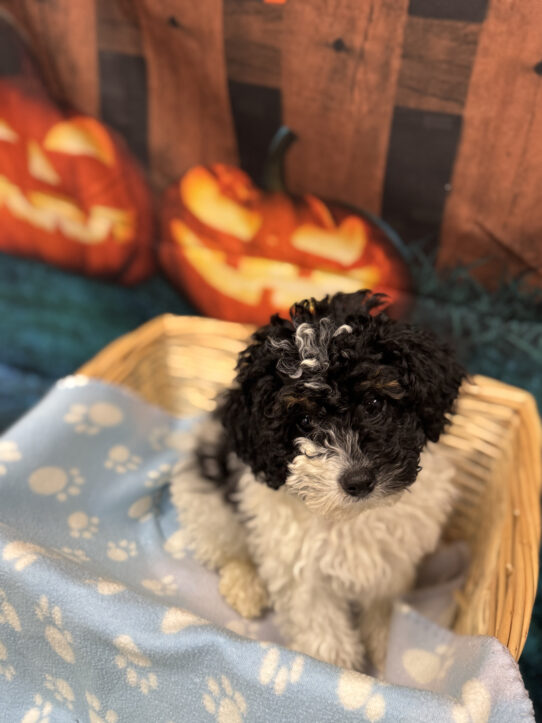 --Male---Petland Tucson, Arizona