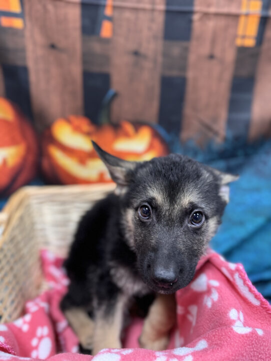 --Male---Petland Tucson, Arizona