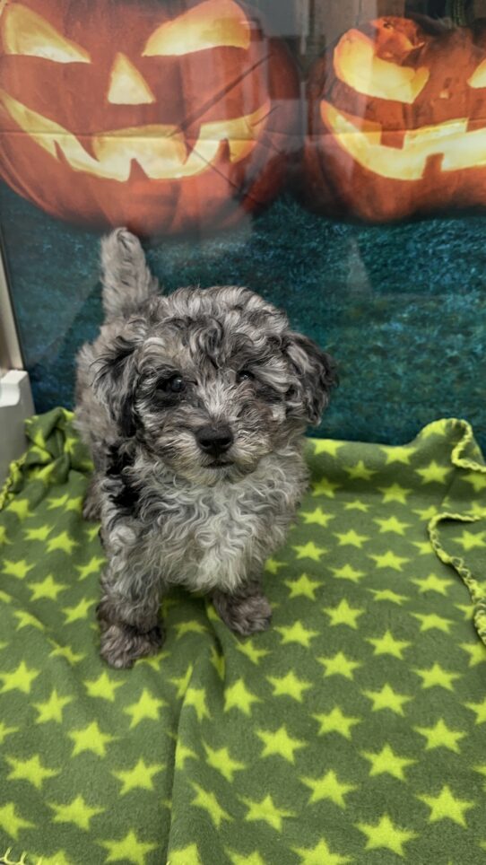 --Male---Petland Tucson, Arizona