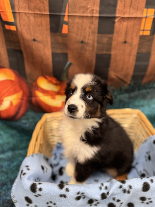 --Female---Petland Tucson, Arizona