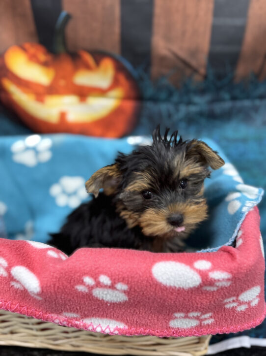 --Female---Petland Tucson, Arizona