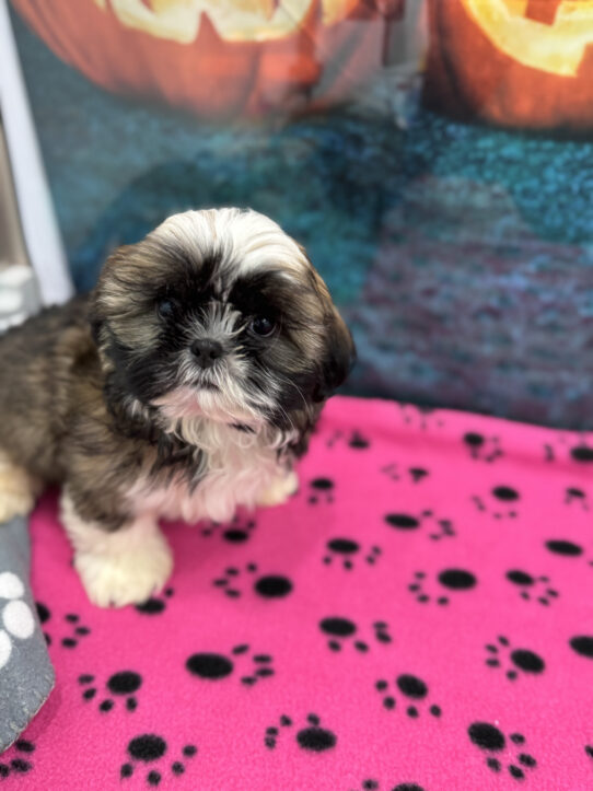 --Male---Petland Tucson, Arizona