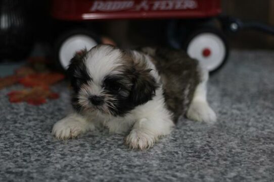 --Male---Petland Tucson, Arizona