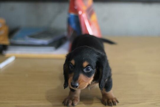 --Male---Petland Tucson, Arizona